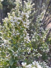 Baccharis pilularis consanguinea