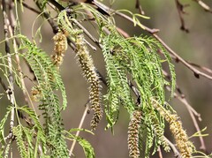Prosopis alba