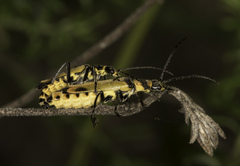 Chauliognathus flavipennis