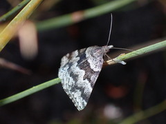 Dichromodes ainaria
