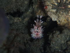 Harlequin Shrimp