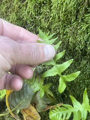 Polypodium californicum