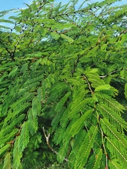 Vachellia hindsii