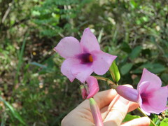 Mandevilla
