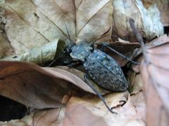Carabus variolosus