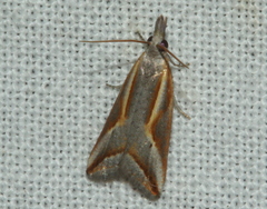 Arotrophora arcuatalis