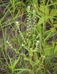Myosotis verna