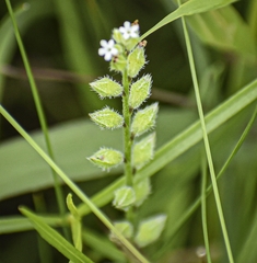 Myosotis verna