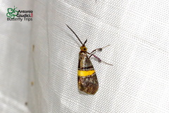 Nemophora smaragdaspis