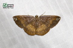 Astygisa orbapicalis