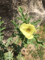 Argemone subfusiformis