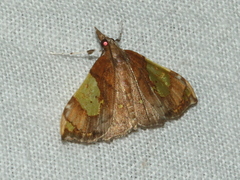 Atelocentra chloraspis