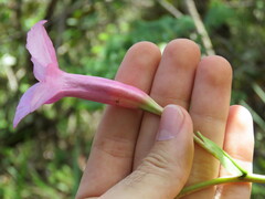 Mandevilla