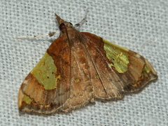 Atelocentra chloraspis