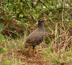 Pternistis afer castaneiventer