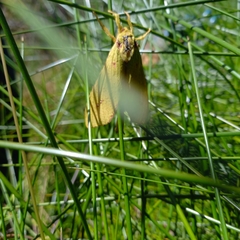 Aenetus eximia