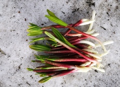 Allium ochotense