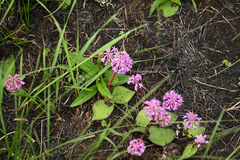 Ledebouria sandersonii