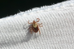 Dermacentor andersoni