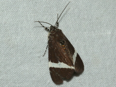 Coenotoca subaspersa