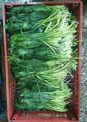 Allium ochotense