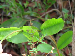 Mandevilla