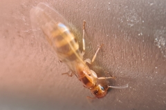 Colobopsis macrocephala