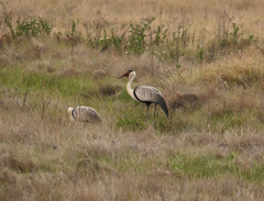 Bugeranus carunculatus