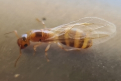 Colobopsis macrocephala