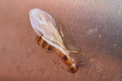 Colobopsis macrocephala