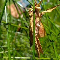 Aenetus eximia