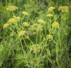 Polytaenia nuttallii