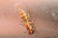 Colobopsis macrocephala