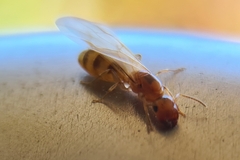 Colobopsis macrocephala