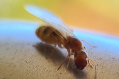 Colobopsis macrocephala