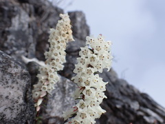 Epacris