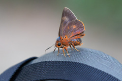 Bibasis oedipodea belesis