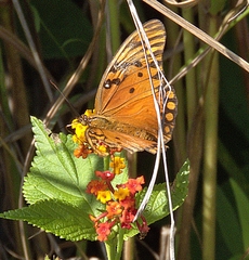 Dione vanillae