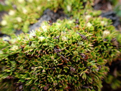 Actinotus moorei