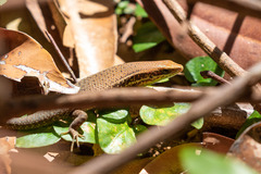 Eutropis macularia