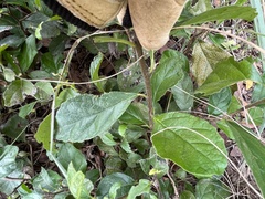 Funastrum cynanchoides