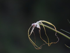 Brassavola appendiculata