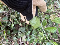 Funastrum cynanchoides