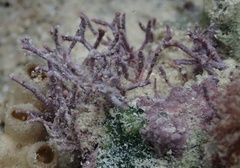 Neogoniolithon spectabile