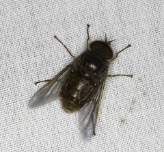 Scaptia