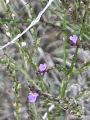 Verbena halei