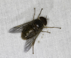 Scaptia