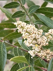 Rhus lanceolata