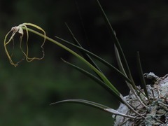 Brassavola appendiculata