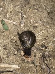 Helminthoglypta tudiculata